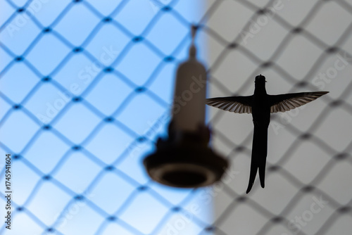 Hummingbird silhouette behind a safety net