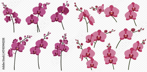 Collection of various pink and purple orchid flowers with stems, isolated on a transparent background, perfect for floral design elements.