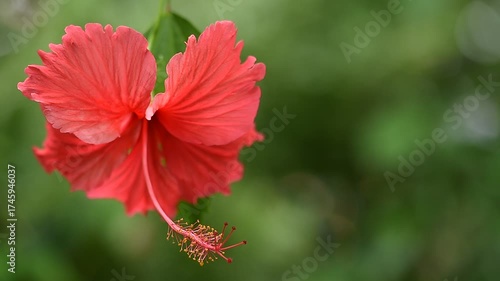 Wallpaper Mural Red hibiscus flower on natural background. Torontodigital.ca