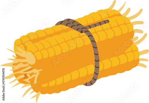 Stack of harvested corn cobs tied with rope on a white background