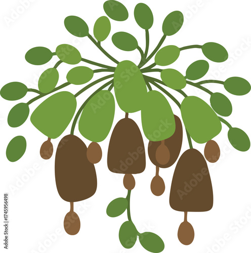 Floral illustration of unusual plant species on a white background