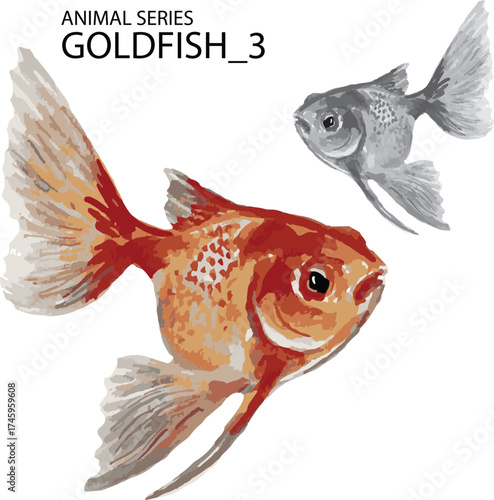 vector illustration goldfish isolated on white background