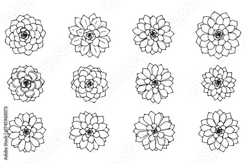 A collection of twelve detailed black and white line art illustrations of succulent plants, showcasing their intricate petal formations isolated on transparent background