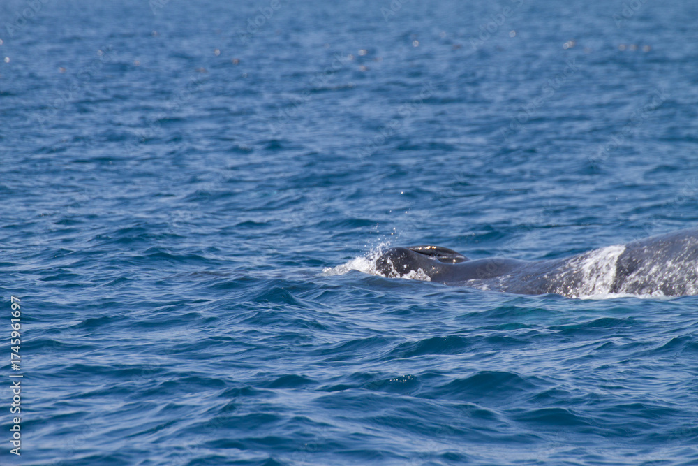 Fototapeta premium Whale