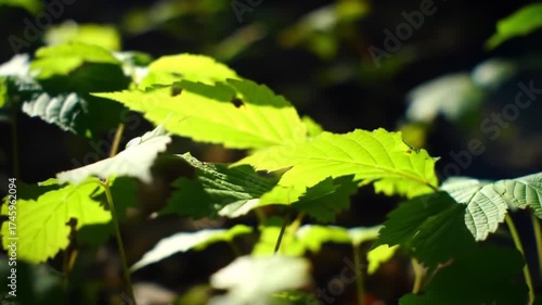 Vibrant Green Leaves Swaying Gently in the Sunlight on a Bright Day.