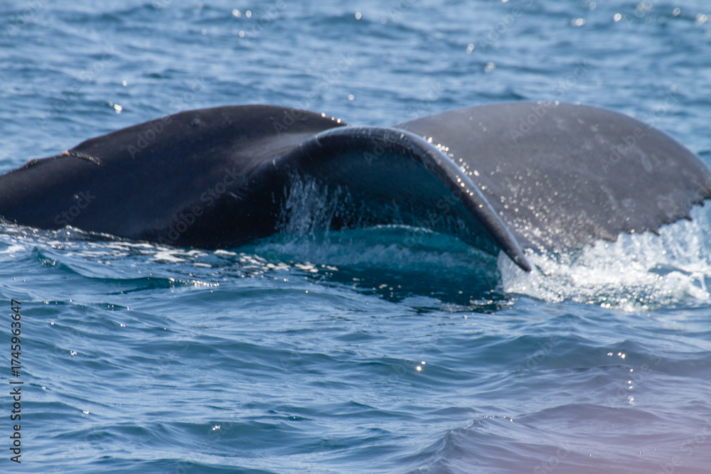 Fototapeta premium Whale Tail