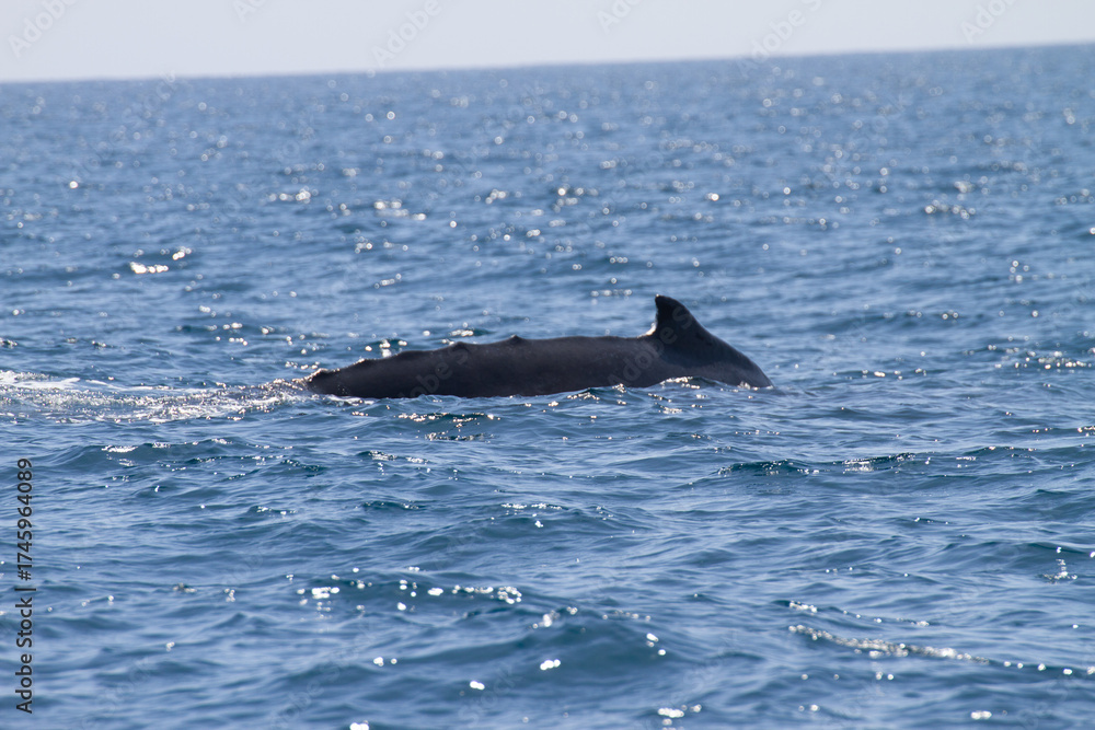 Fototapeta premium Whale