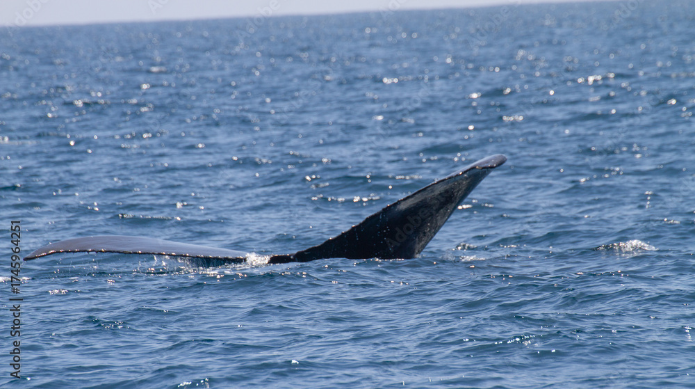 Fototapeta premium Whale