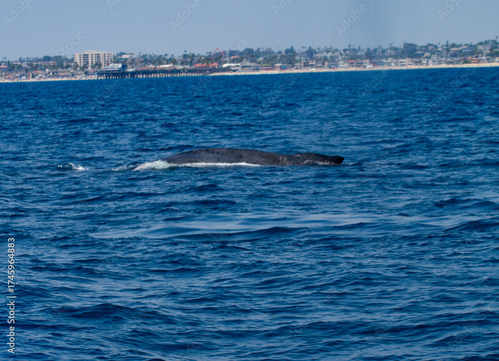 Fototapeta premium Whale