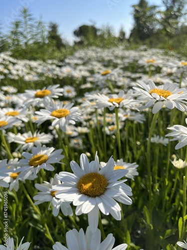 Fotografie Close-up of a field of Becky daisies - Gros plan sur un champ de marguerites Bec