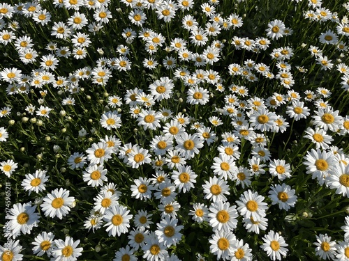 Obraz na plátně field of daisies - champ de marguerites
