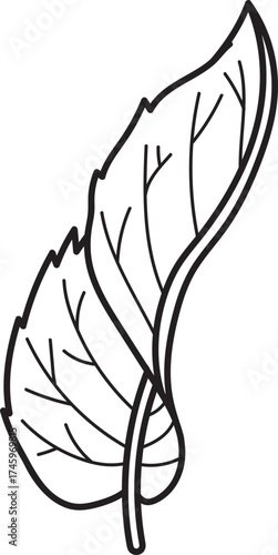 Stylized Single Leaf Line Art Outline Illustration with Veins - Botanical Element