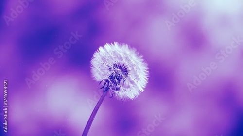 Close-up of a fluffy white dandelion seed head against a blurred purple background image photo