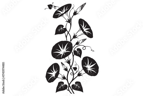 A black and white illustration of a morning glory vine with blooming flowers and leaves, isolated on transparent background