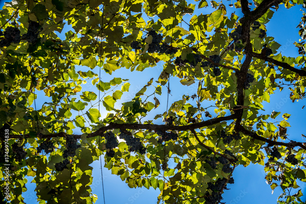 Fototapeta premium vineyard with grape clusters seen from the inside, camera on the ground pointing to the blue sky.