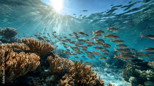 Underwater coral reef school of fish