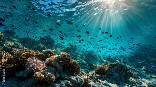 Underwater coral reef sunlight schooling fish