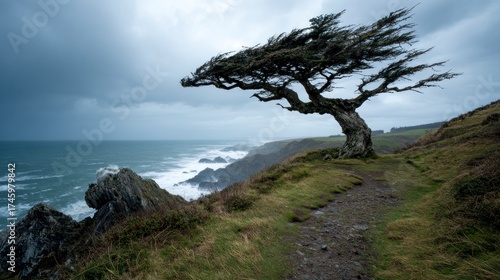 Windswept coastal tree