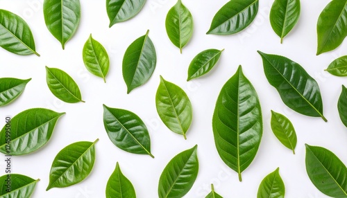 Leaves