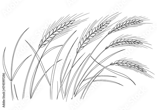 Elegant wheat field line art blowing in the wind, perfect for natural designs, farm fresh branding, or rustic countryside themes in a vector format illustration