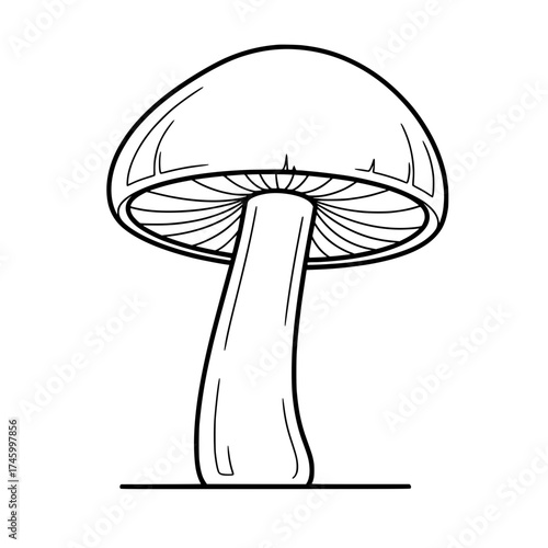 Detailed edible mushroom illustration for botanical studies, foraging guides, or culinary designs, showcasing nature's beauty with an original scalable vector art