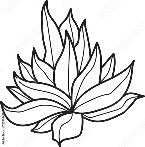 Stylized Succulent Plant Line Art Illustration