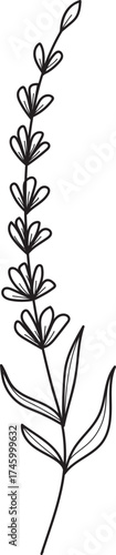 Simple Lavender Sprig Line Art Illustration