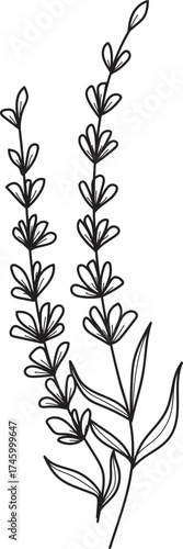 Elegant Lavender Botanical Line Art. Hand-drawn outline illustration of two sprigs, perfect for natural, floral, and minimalist designs.