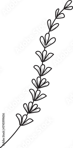 Elegant hand-drawn lavender sprig line art. Minimalist botanical illustration on white background, simple doodle style.
