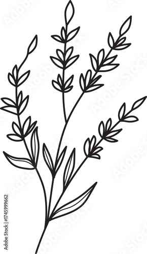 Minimalist Botanical Line Art Sprig. Delicate Hand-Drawn Floral Illustration. Simple Black and White Plant Element for Design.