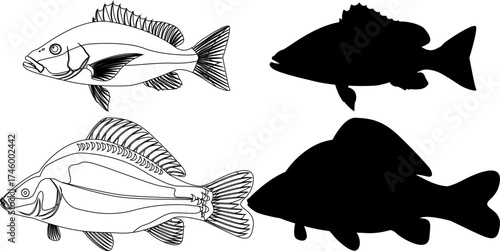 Two pairs of fish illustrations, one pair showing detailed line drawings and the other showing black silhouettes.