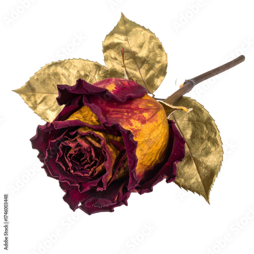 A vibrant, withered rose with gold-leafed leaves rests on a stark black background