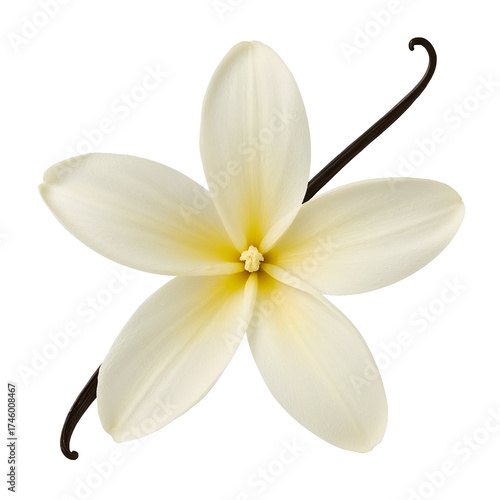 Tableau sur toile Exquisite vanilla flower isolated on transparent background, complemented by a s