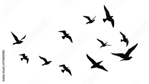 Solid Black Silhouette Vector Set of Flying Birds