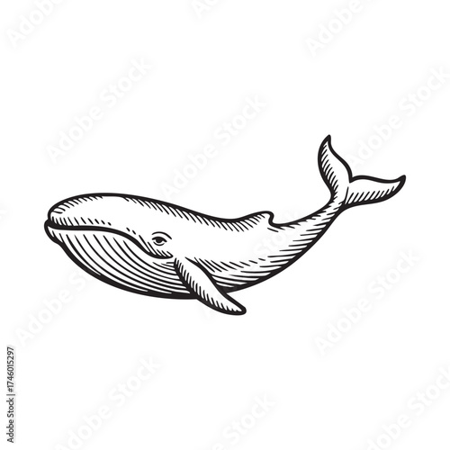 Retro ocean engraving whale swimming illustration in vintage line art style