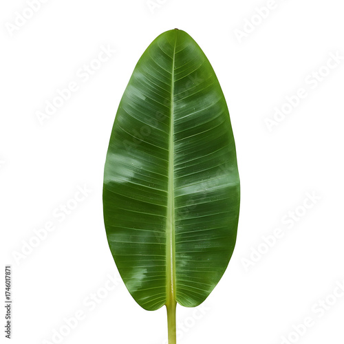 A vibrant green banana leaf isolated on transparent background, showcasing its smooth texture, prominent veins, and elongated shape in a minimalist composition