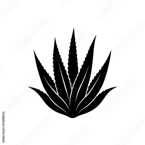 Silhouette aloe vera plant on transparent background