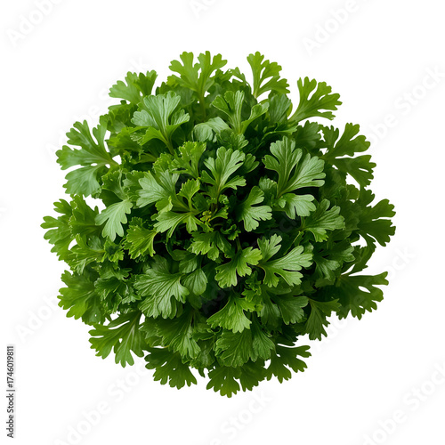 Overhead view of a vibrant green chervil plant, isolated on transparent background, showcasing its delicate, feathery leaves and fresh, aromatic appeal