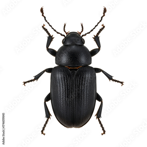 Topdown view of a black beetle, isolated on transparent background, revealing its segmented body, intricate legs, and antennae, showcasing its unique morphology