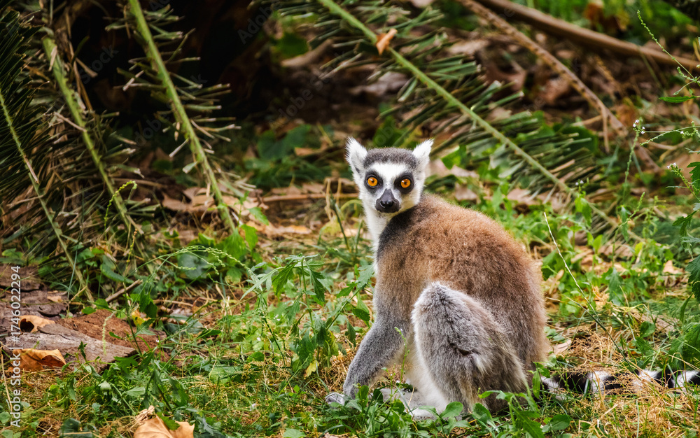 Obraz premium Ring-tailed lemur sitting on green grass and looking back with wide orange eyes in its natural environment