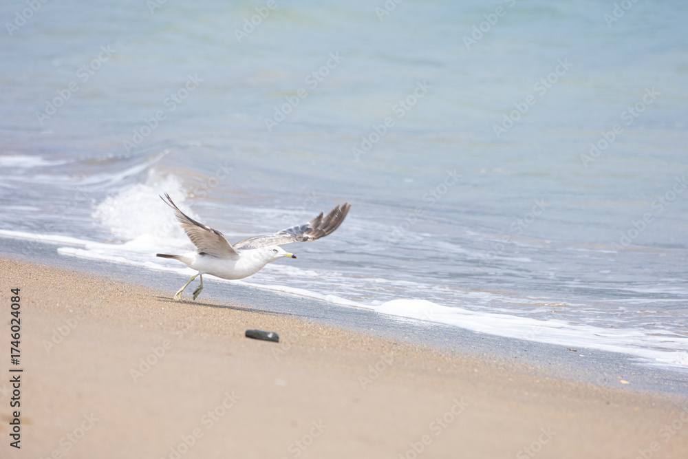 Fototapeta premium Seagull
