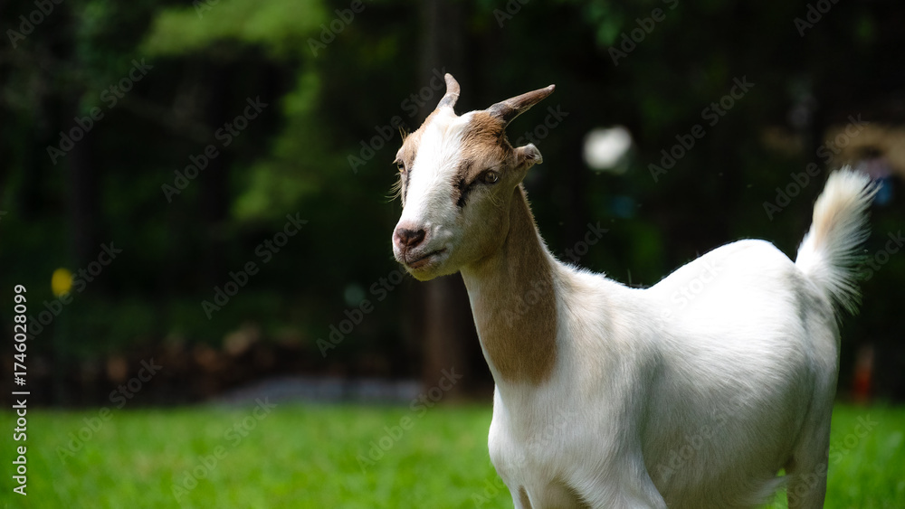 Fototapeta premium goat in the field