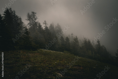 Canvas Print Fog in the mountains between trees.