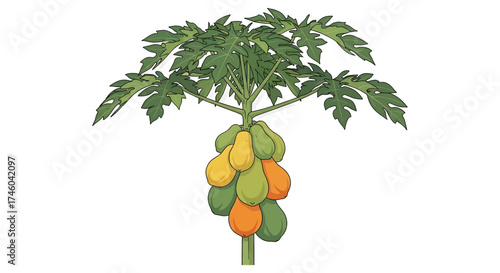 Illustration of a ripe papaya tree with fruits and green leaves