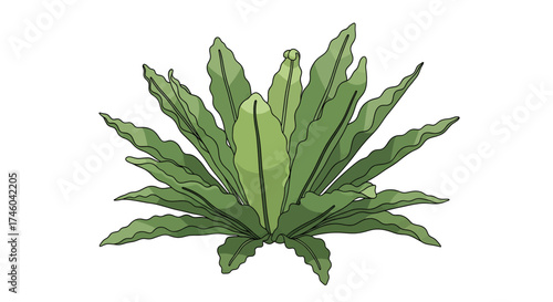 Illustration of a lush green bird's nest fern plant, showcasing its vibrant foliage and unique rosette shape, isolated on a white background