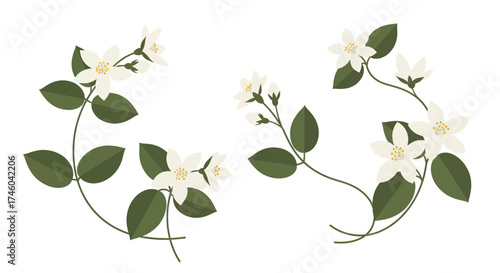 Delicate White Jasmine Flowers with Green Leaves Border Design