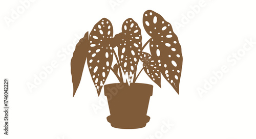 Tropical Houseplant with Large Perforated Leaves in a Pot