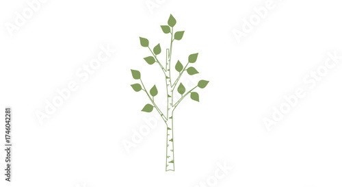 Stylized illustration of a young birch tree with delicate green leaves against a clean white background, perfect for nature-themed designs