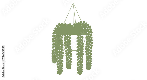 Hanging succulent plant with trailing vines, a unique and beautiful botanical decoration for indoor spaces