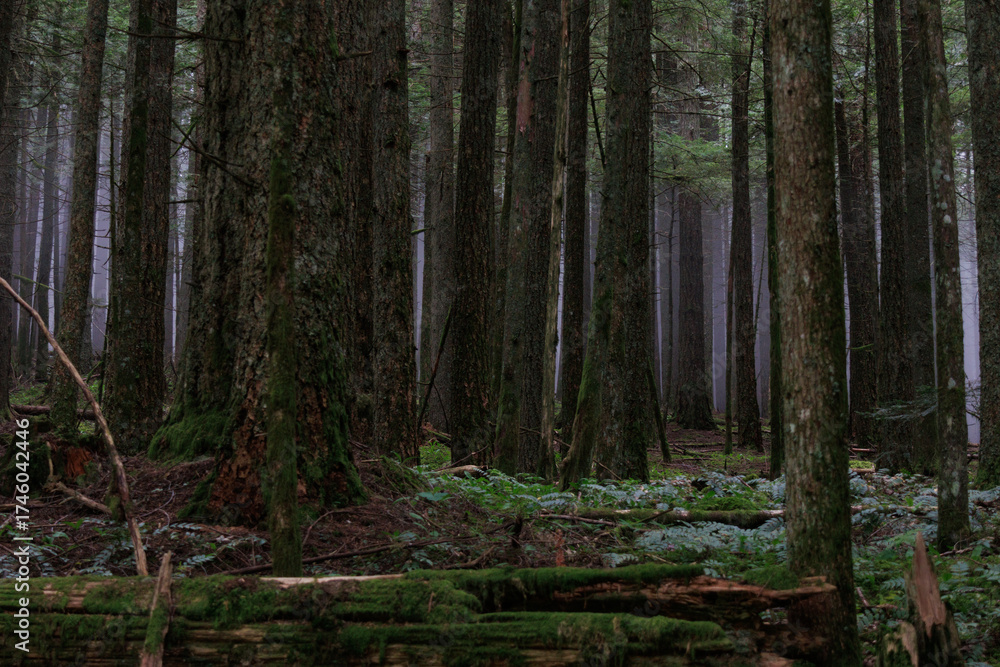 Obraz premium trees in the forest
